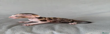 Peterbald Kitten 5