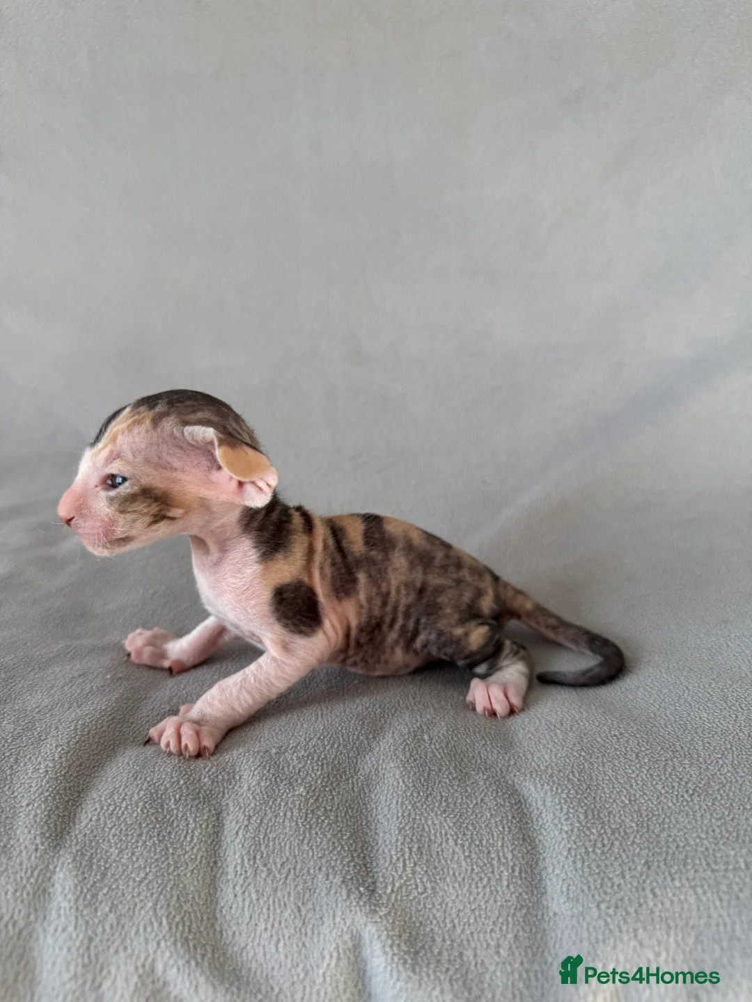 Peterbald cats for sale: Pedigree registered TICA kittens - Advert 2