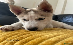 Siberian Husky dogs for sale: Siberian Husky puppies ❤️ - Image 7