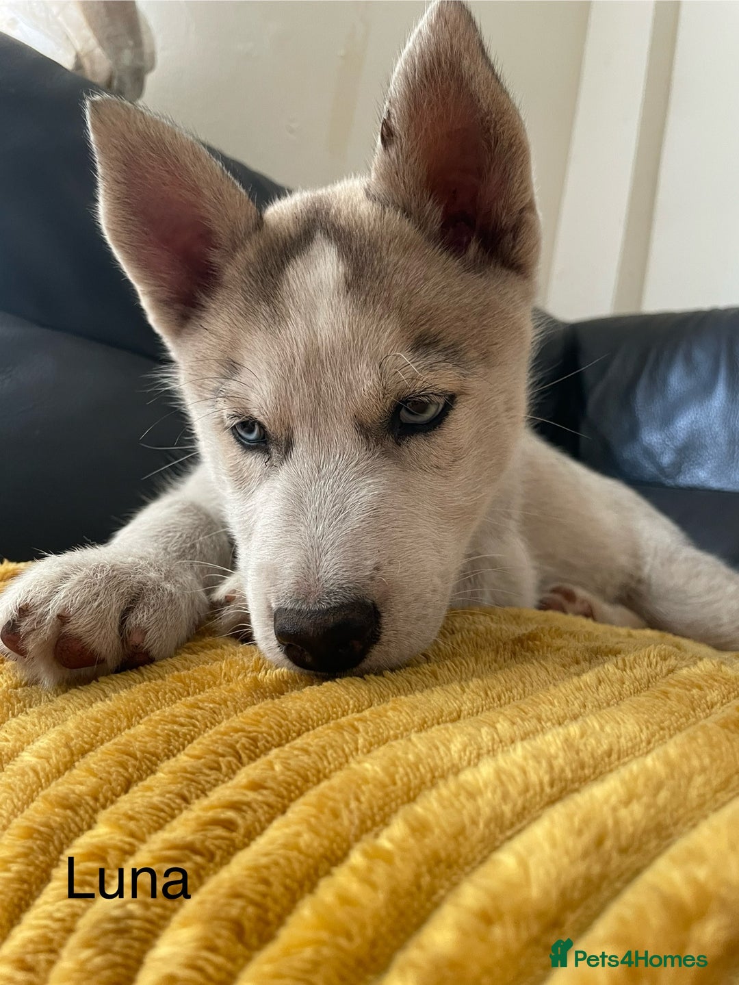 Siberian Husky dogs for sale: Siberian Husky puppies ❤️ - Image 7