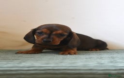 Miniature Dachshund dogs for sale: Mini smooth dachshunds  - Image 4