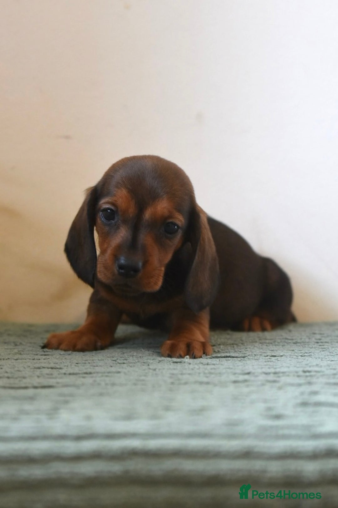 Miniature Dachshund dogs for sale: Mini smooth dachshunds  - Image 4