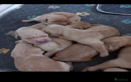 Golden Retriever dogs for sale: STUNNING Golden Retriever pups  - Image 6