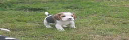 Beagle dogs for sale: BEAUTIFUL ROYAL KENNEL CLUB REG BEAGLE PUPPIES - Advert 12