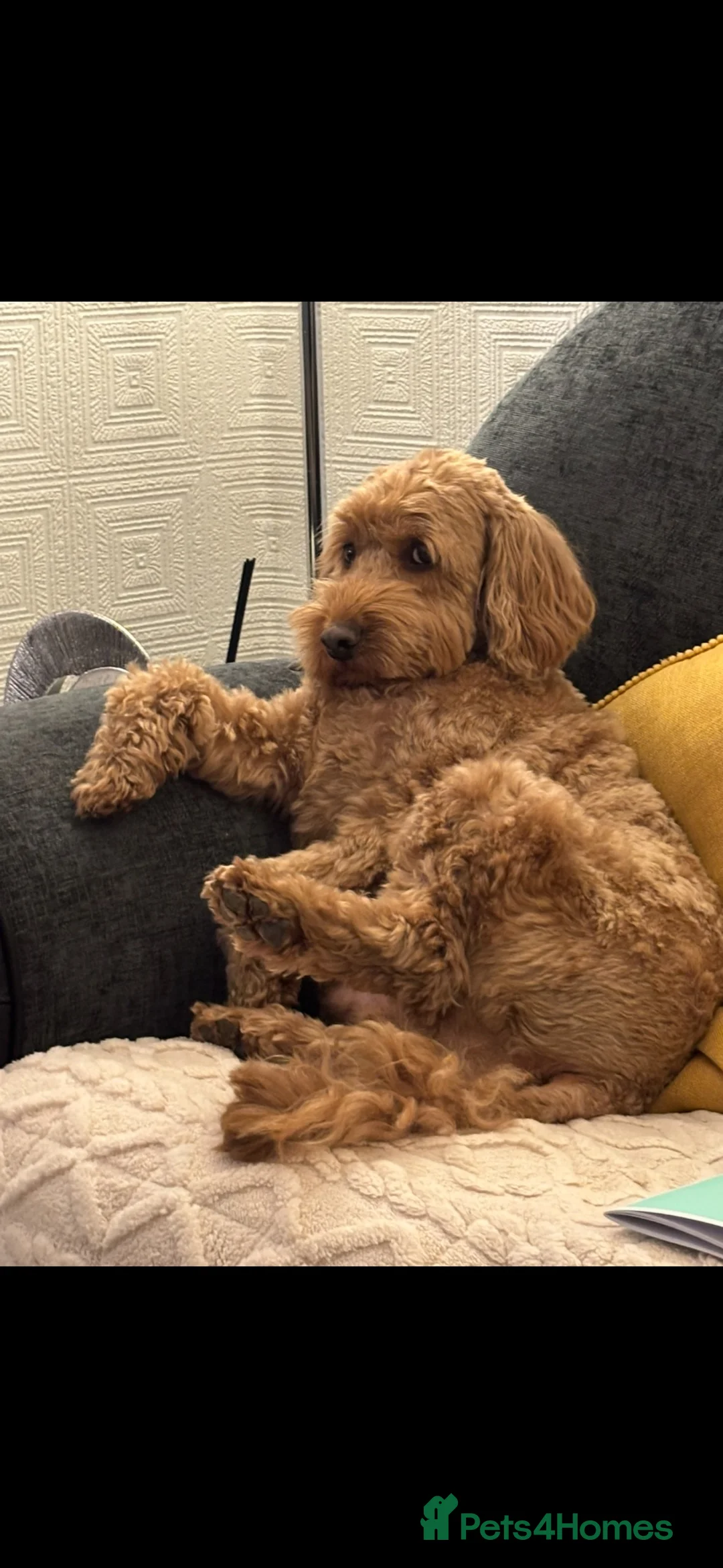Cockapoo dogs for sale: 5 year old Cockapoo looking for a new loving home  in Stoke-on-Trent - Advert 2
