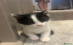 Mixed Breed cats for sale: 3 kittens for sale.  - Image 6