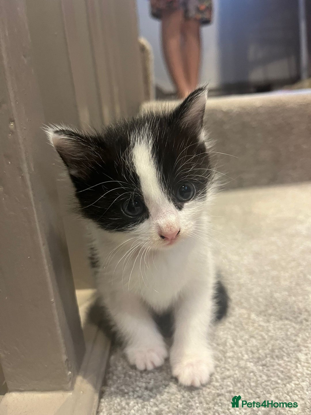 Mixed Breed cats for sale: 3 kittens for sale.  - Image 6