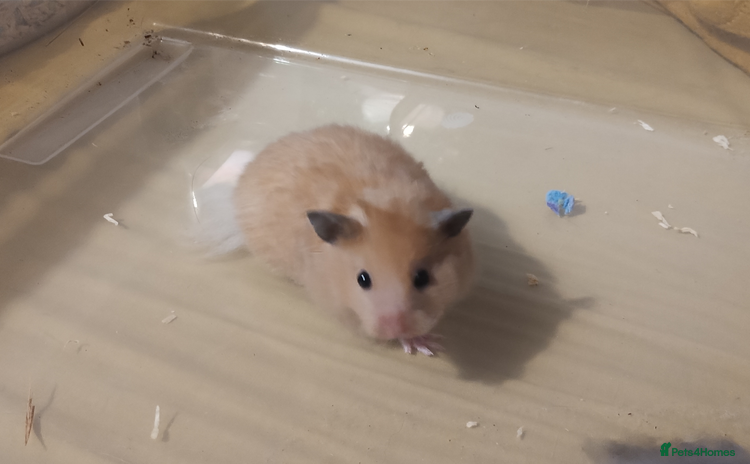 Hamster rodents - Advert 1
