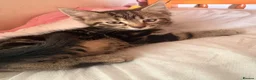 Mixed Breed cats for sale: Tabby kitten - Advert 2