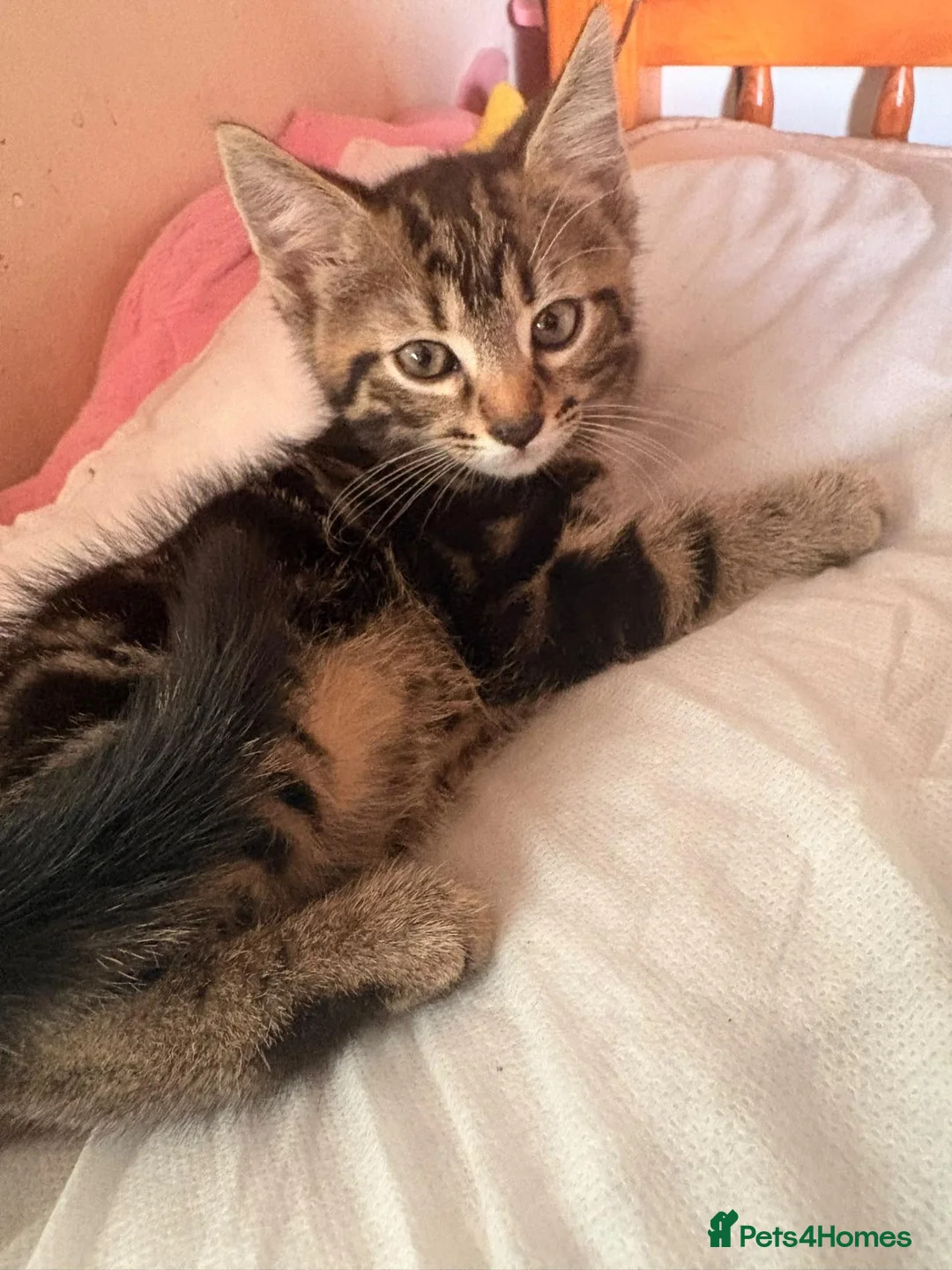 Mixed Breed cats for sale: Tabby kitten - Advert 2