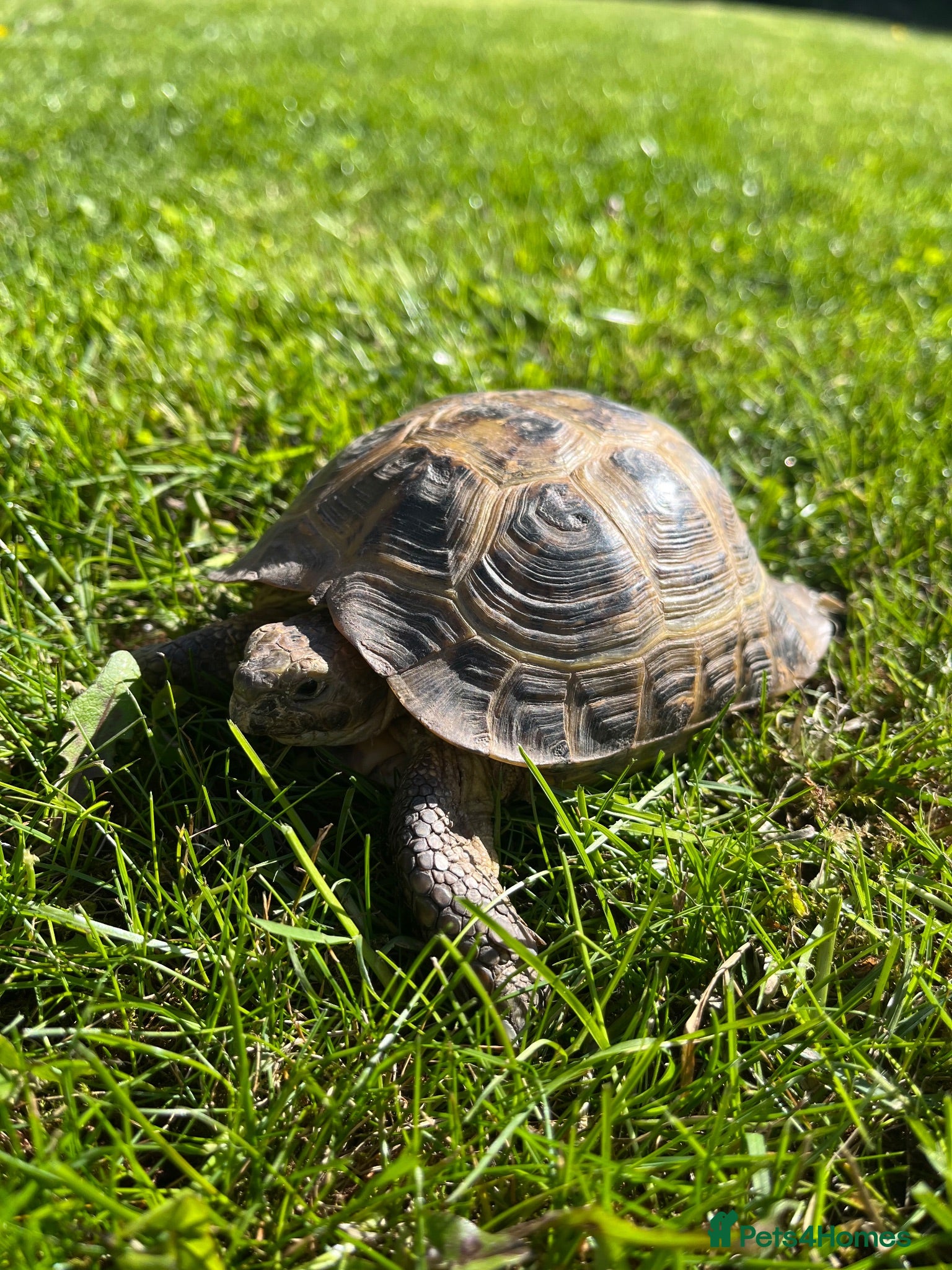 Tortoise reptiles Horsefield Tortoise 9 years old  - Advert 2