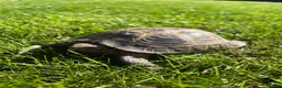 Tortoise reptiles for sale: Horsefield Tortoise 9 years old  in Preston - Advert 1