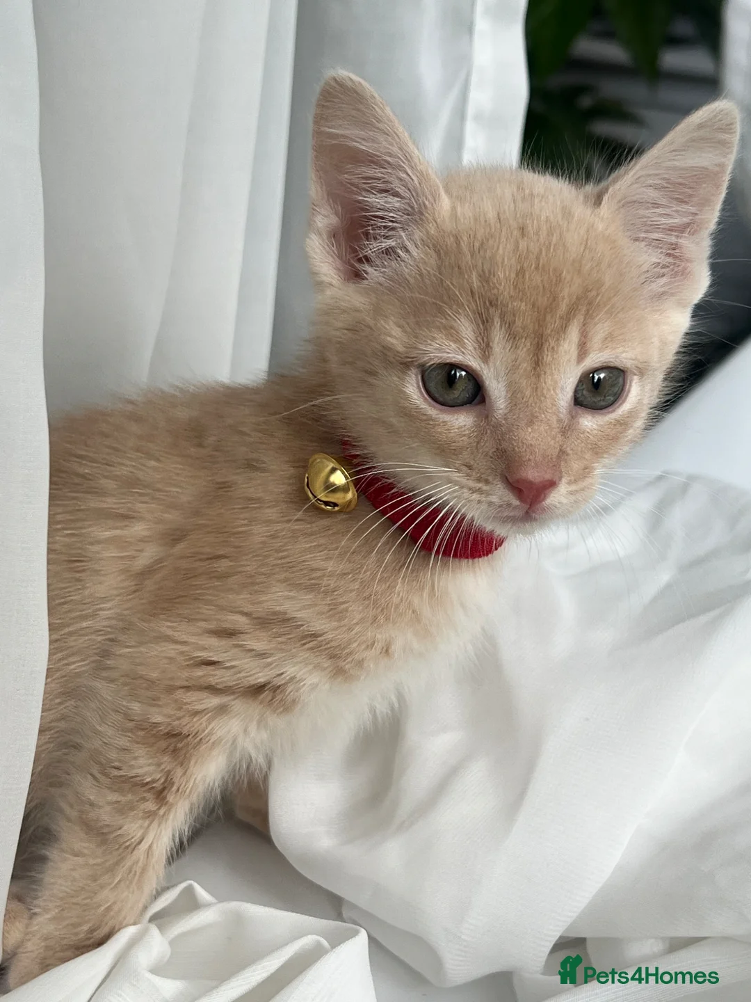 Mixed Breed cats for sale: Female kitten - Advert 2
