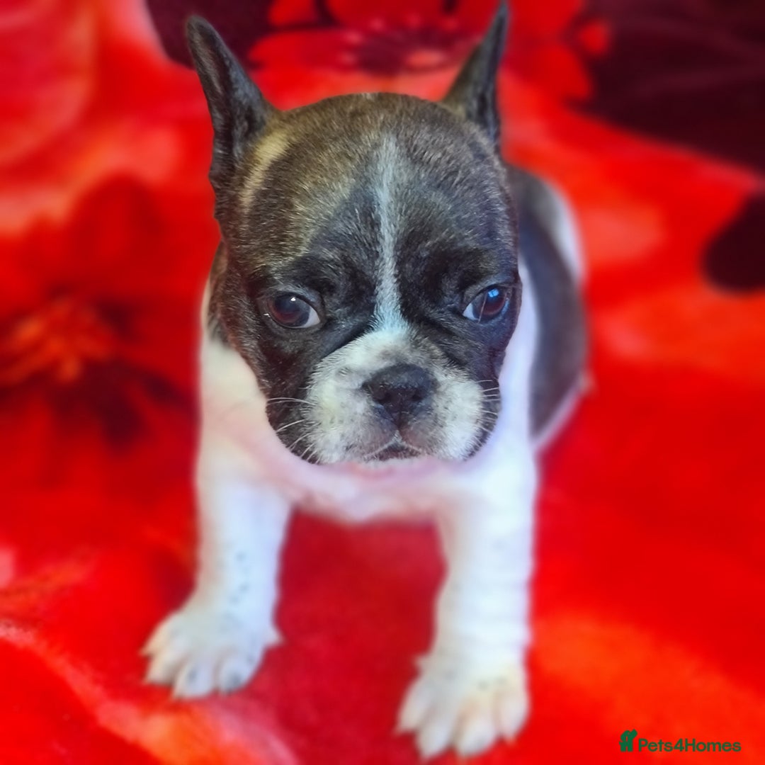 French Bulldog dogs for sale: French Bulldog puppies - Advert 6