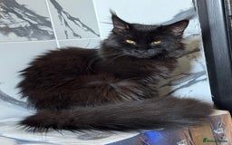 Maine Coon cats for sale: Female Pure mainecoon - Image 11