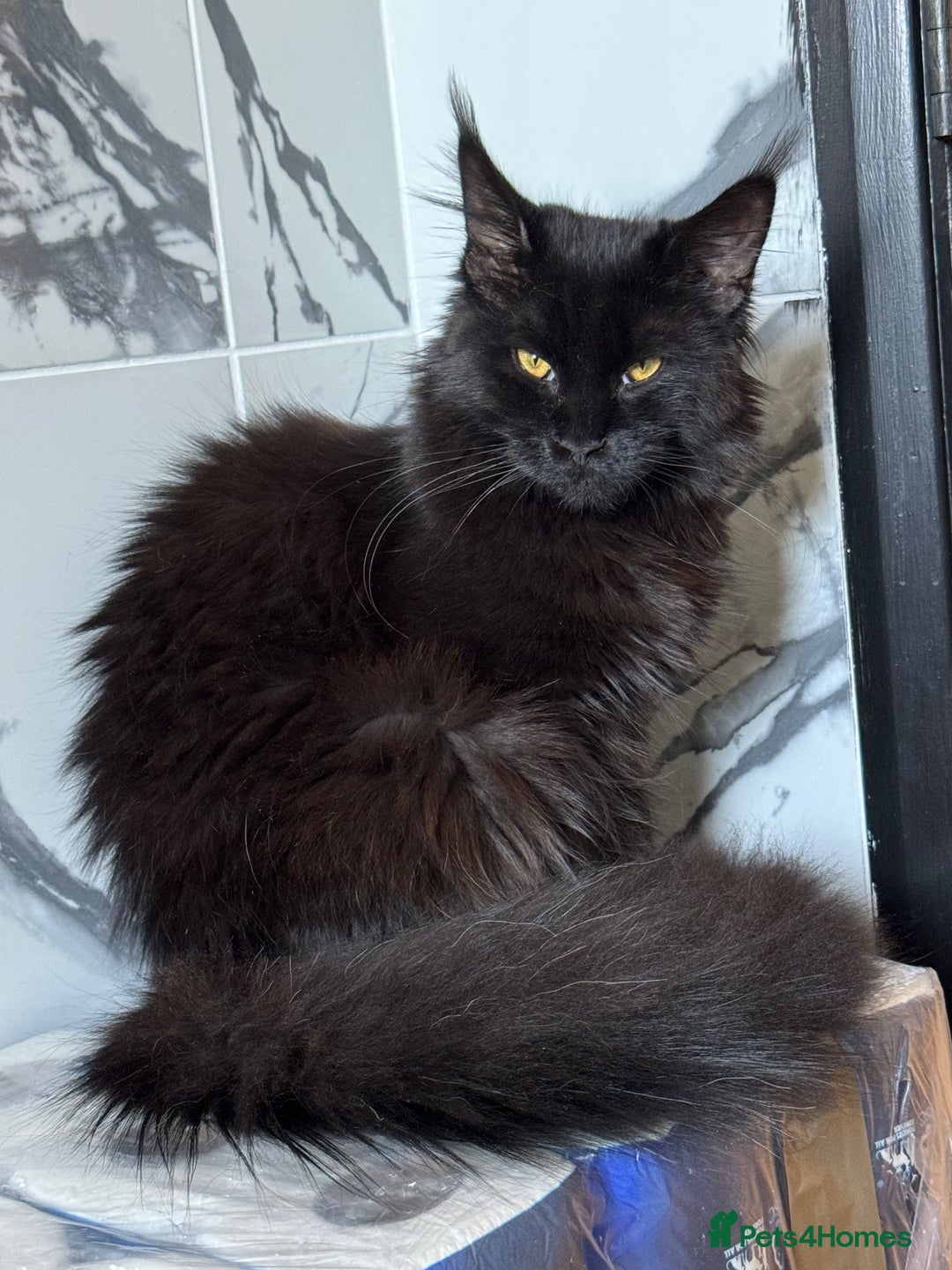 Maine Coon cats for sale: Female Pure mainecoon - Image 11