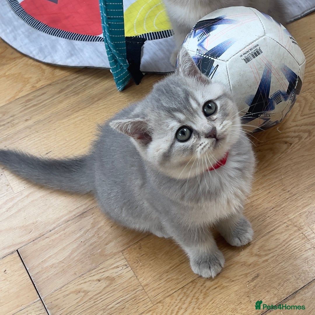 British Shorthair cats for sale: GCCF British Shorthair Kittens– Champion Lines - Image 18