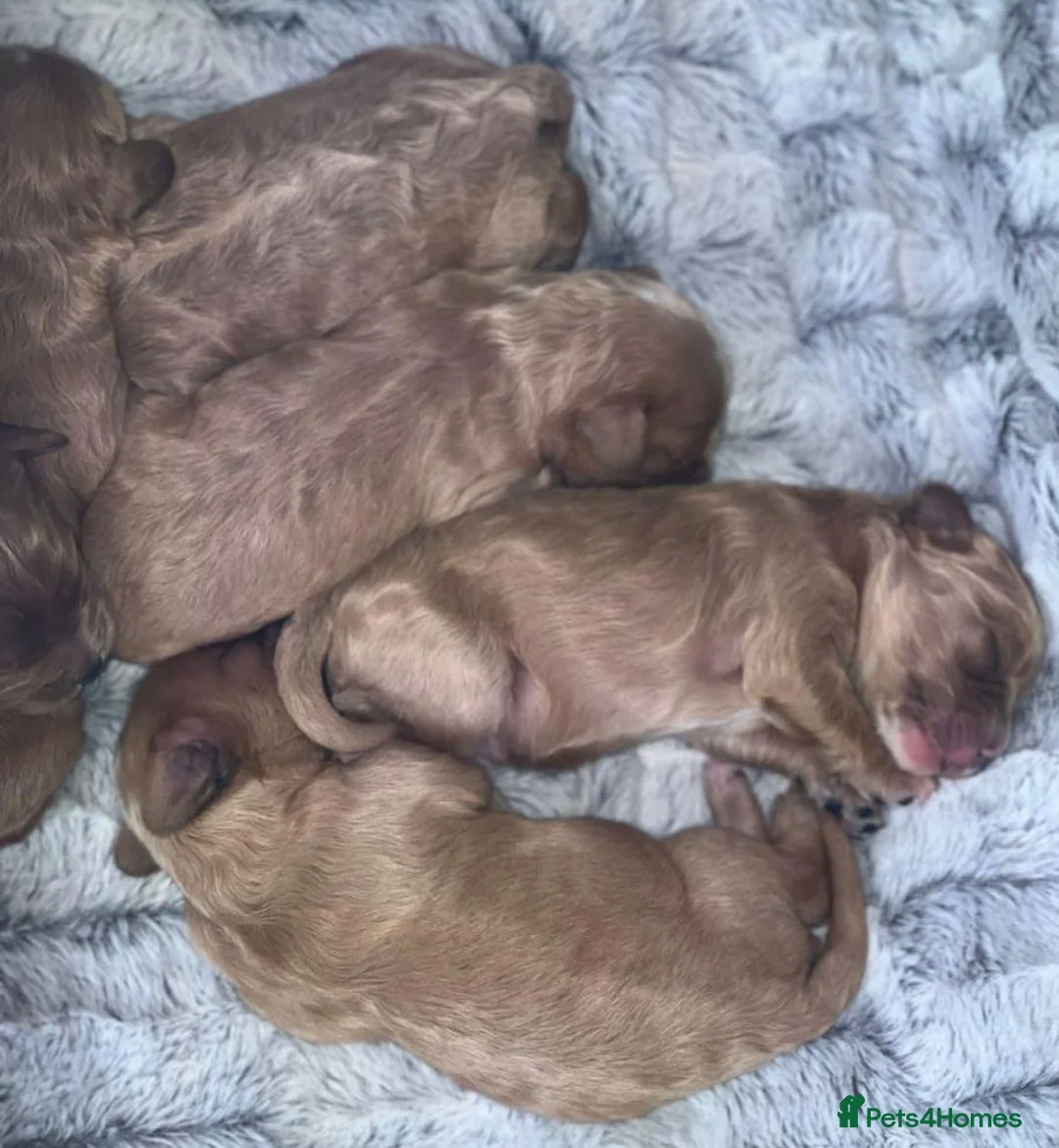 Cavapoo dogs for sale: F1  cavapoo   in Shepperton - Advert 2