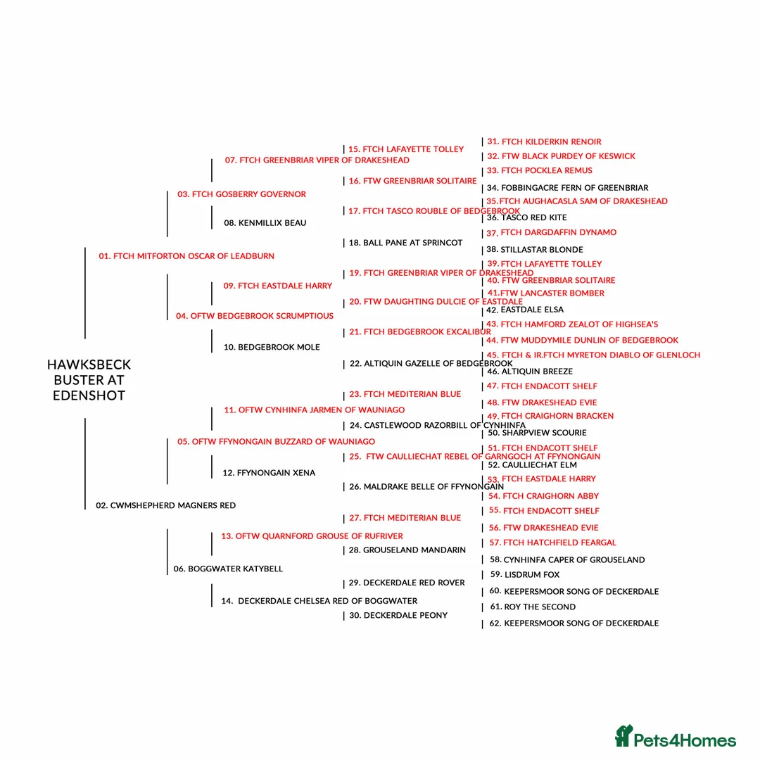 Labrador Retriever dogs for sale: KC Reg Fox Red, Yellow and Cream Labrador Puppies - Advert 27