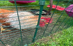 Chickens poultry for sale: Sapphire Sunset Cockerel  - Image 1