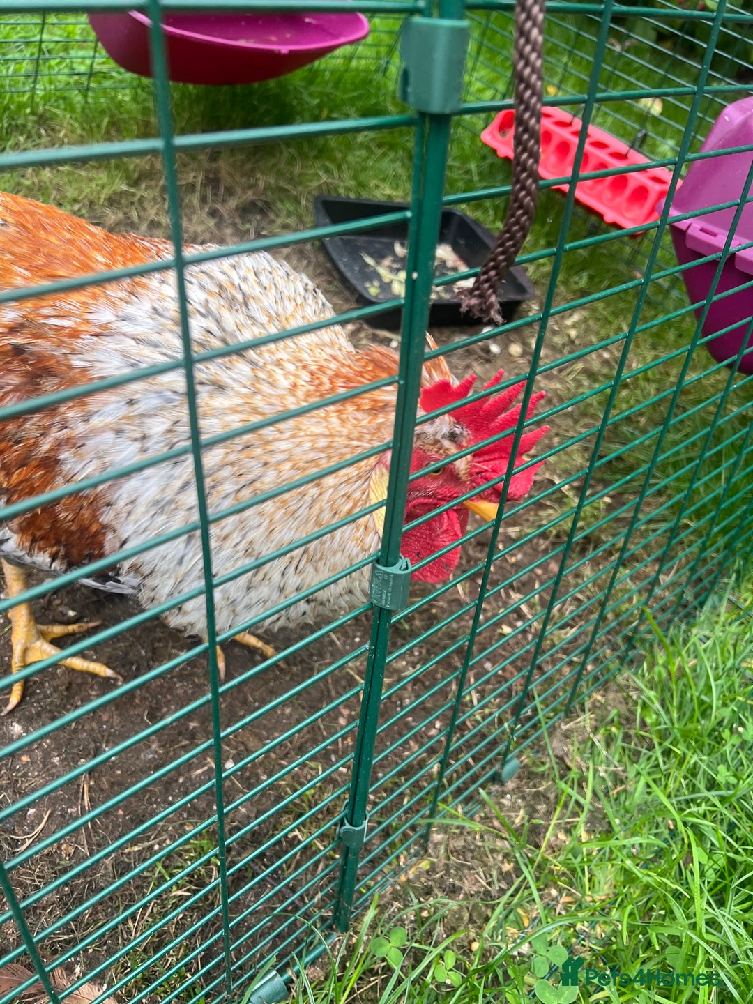 Chickens poultry for sale: Sapphire Sunset Cockerel  - Image 1