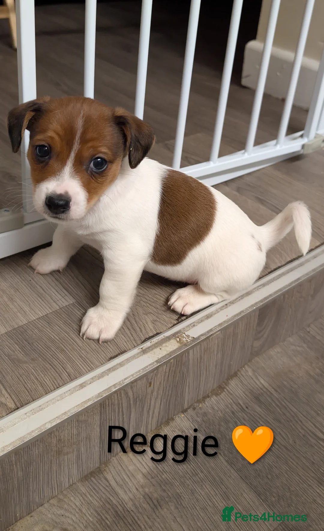 Jack Russell dogs for sale: 🐶 Jack Russell Boys – Ready Monday 23rd Feb🐶 - Advert 20