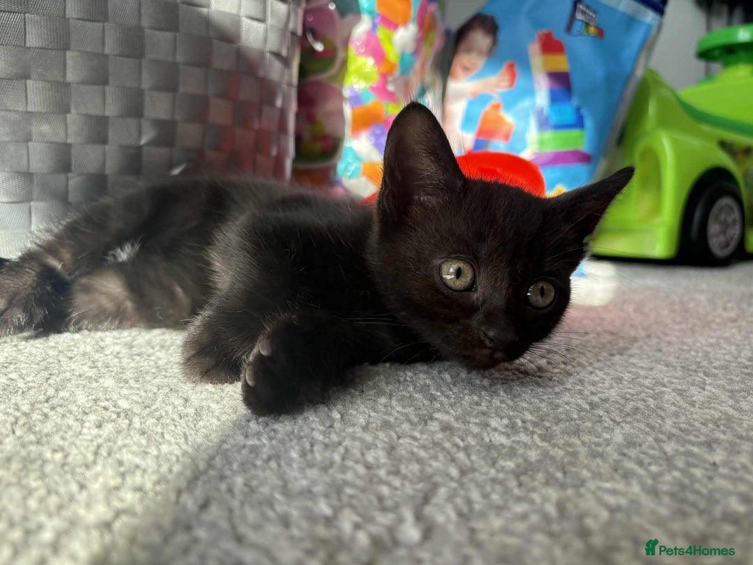 Bombay cats for sale: Two Bombay mix kittens - Image 8