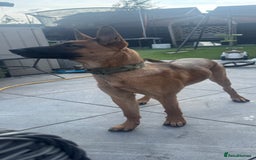 Belgian Shepherd Dog dogs for sale: KC Reg Female Belgium Shepherd Malinois 10 months - Image 4