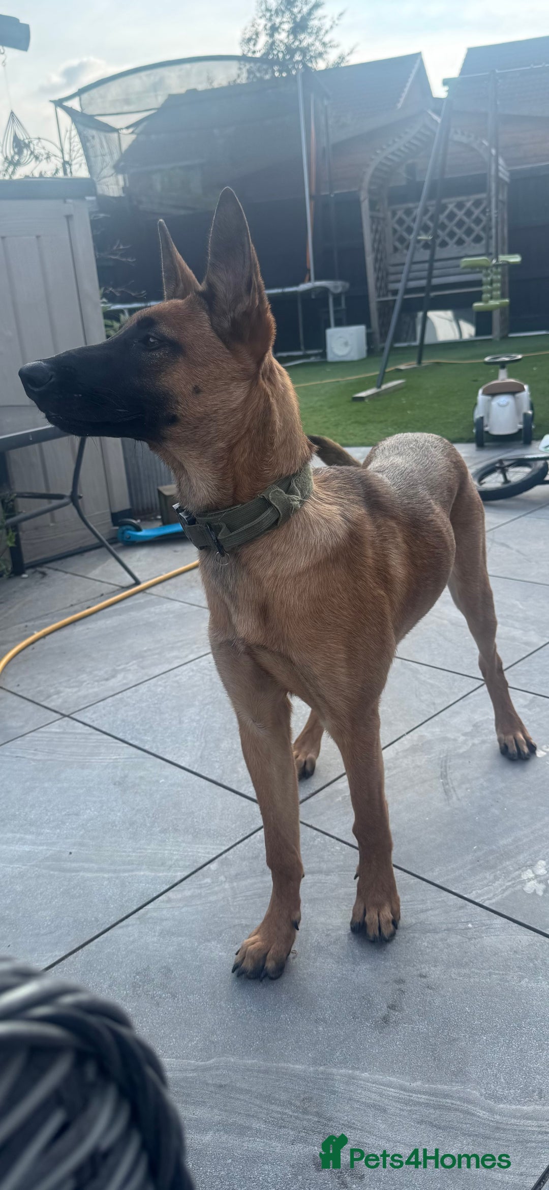 Belgian Shepherd Dog dogs for sale: KC Reg Female Belgium Shepherd Malinois 10 months - Image 4