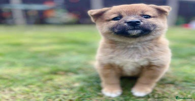 Japanese Shiba Inu dogs - Advert 10