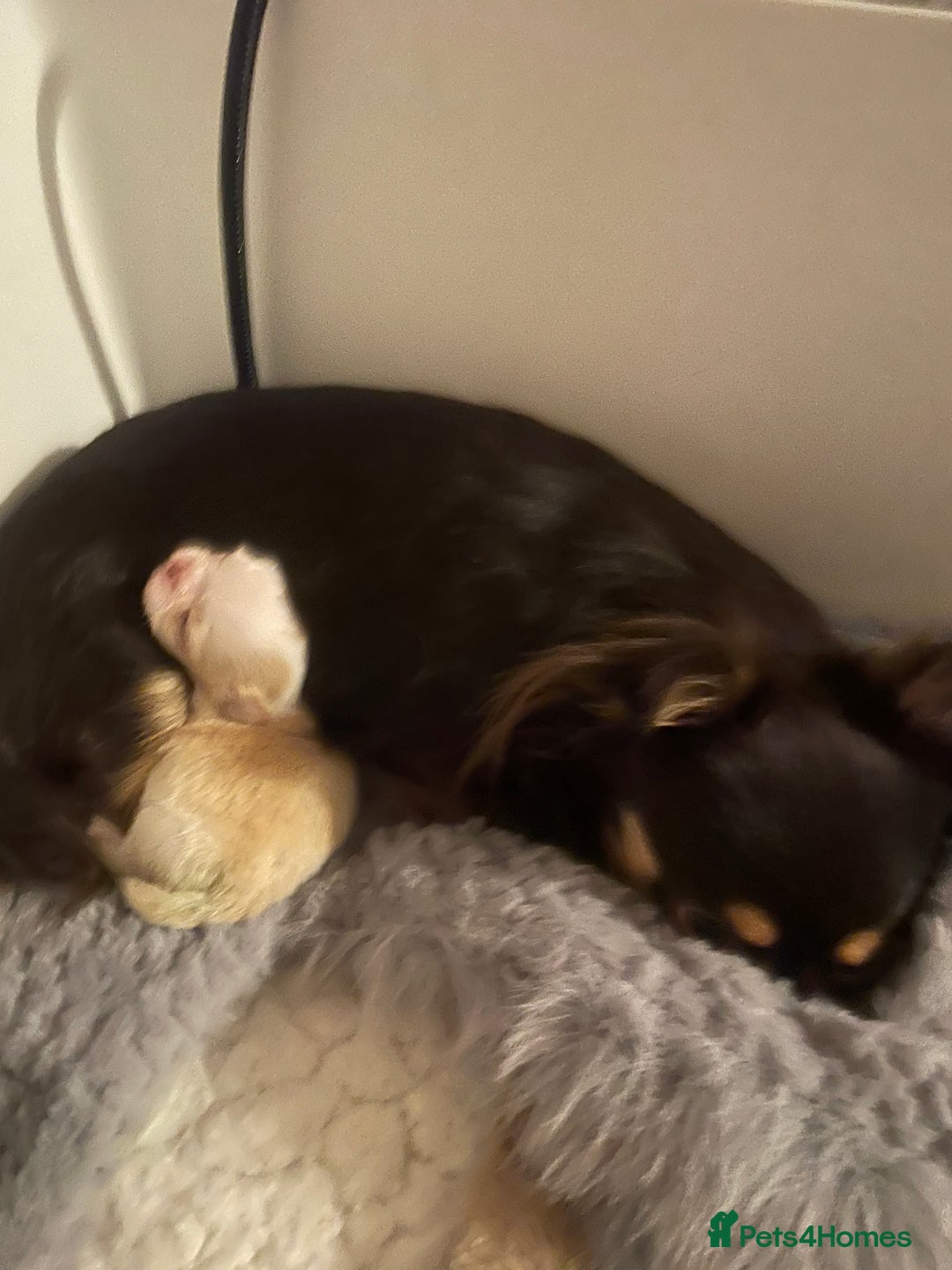 Chihuahua dogs for sale: Gorgeous , tiny Longcoat Boy Kc 🌟🌟🌟🌟🌟 - Advert 9