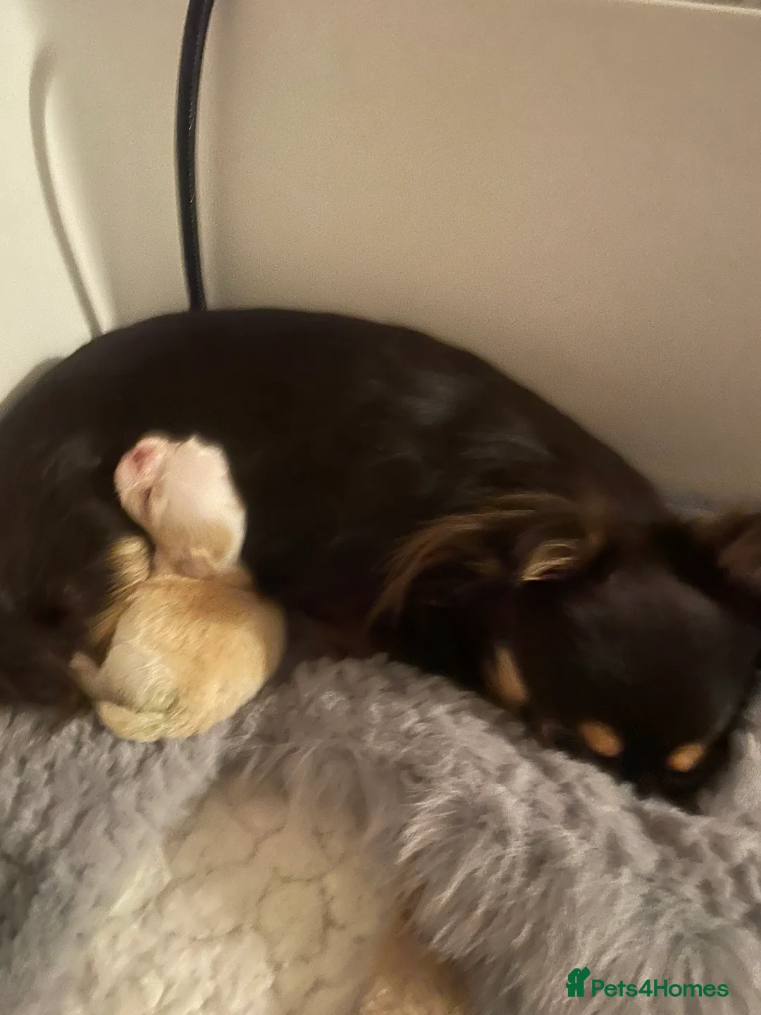 Chihuahua dogs for sale: Gorgeous  little  Longcoat Boy Kc 🌟🌟🌟🌟🌟 - Advert 30