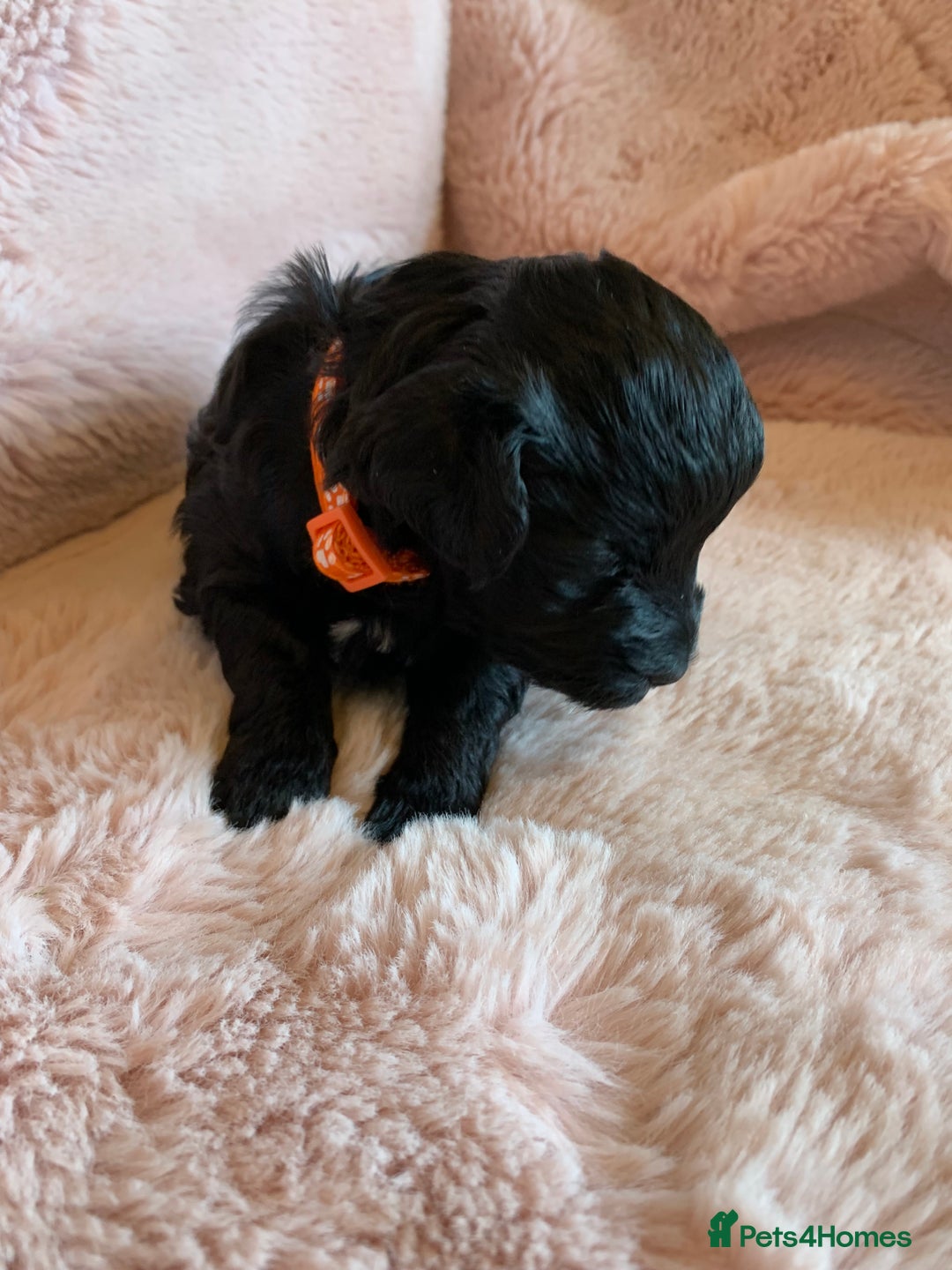 Schnoodle dogs for sale: LAst GIRL REDUCED READY NOW  - Image 25