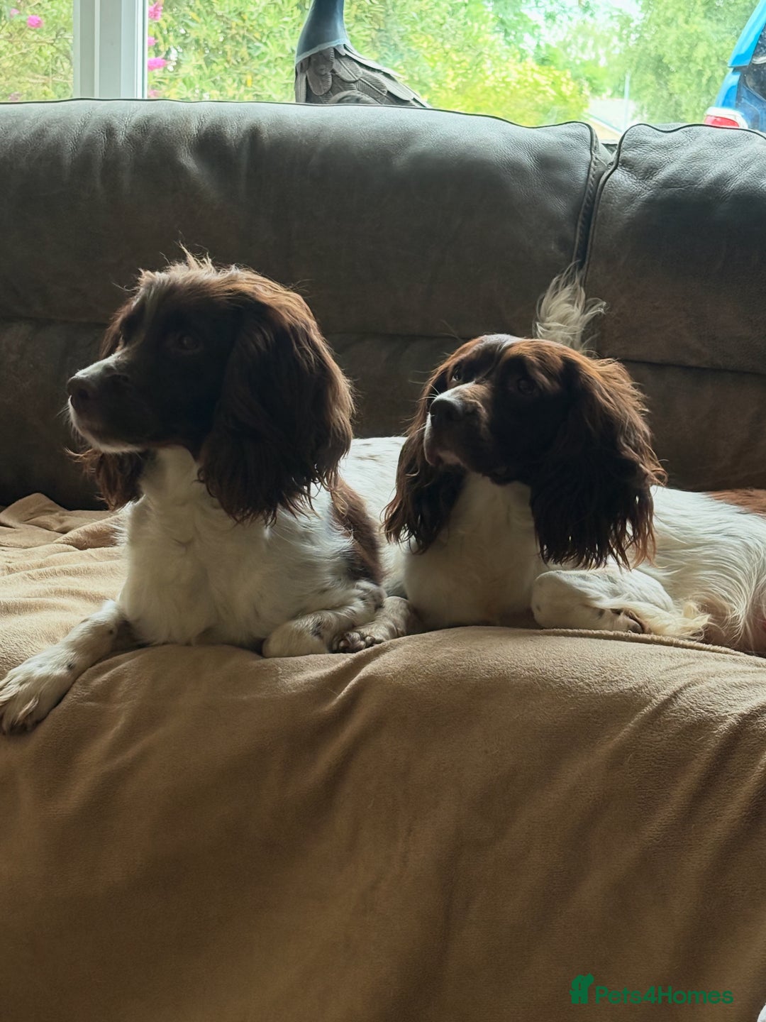 English Springer Spaniel dogs for sale: Springer spaniel dog puppy available  - Image 5
