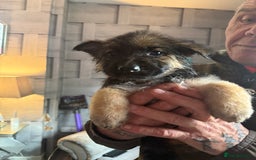 German Shepherd dogs for sale: German shepherd  - Image 9