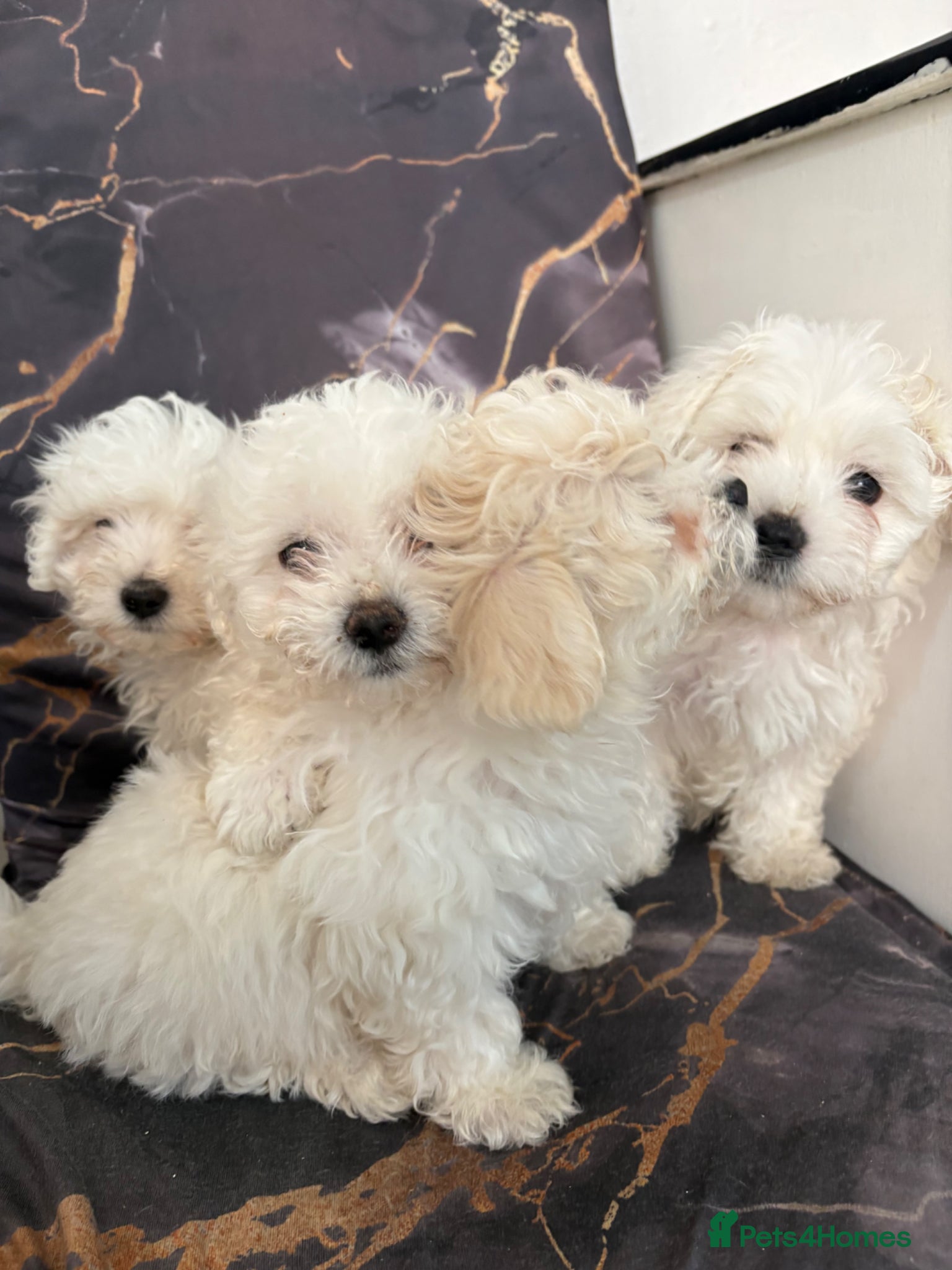 Mixed Breed dogs Adorable Bichon Frise x Maltese Puppies 🐶 - Advert 8
