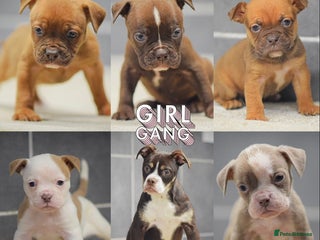 Old Tyme Bulldog dogs COUNCIL APPROVED,5⭐️RATED⭐️23 YEARS EXPERIENCE. - Advert 10