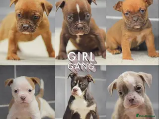 Old Tyme Bulldog dogs COUNCIL APPROVED,5⭐️RATED⭐️23 YEARS EXPERIENCE. - Advert 19