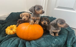Dachshund dogs for sale: 6 beautiful dachshund puppies  - Image 32