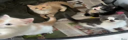 Mixed Breed cats for sale: Kittens  - Advert 8