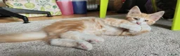 Norwegian Forest Cat cats for sale: Beautiful Norwegian Forest Kittens  - Advert 4