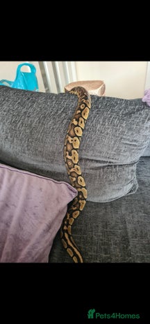 Python Snake reptiles in Gainsborough - Advert 2