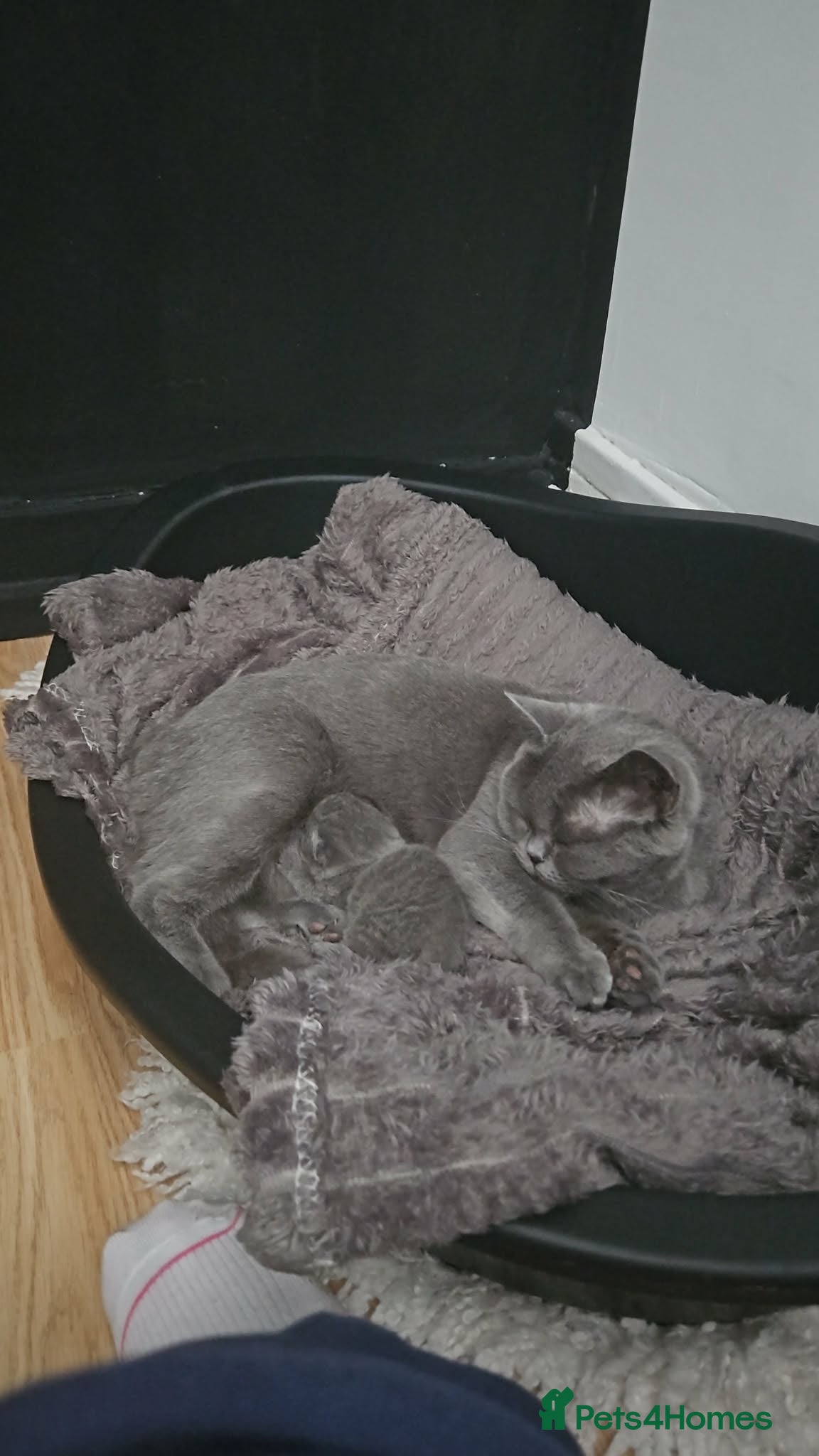 British Shorthair cats Female British Shorthair Kitten - Advert 2