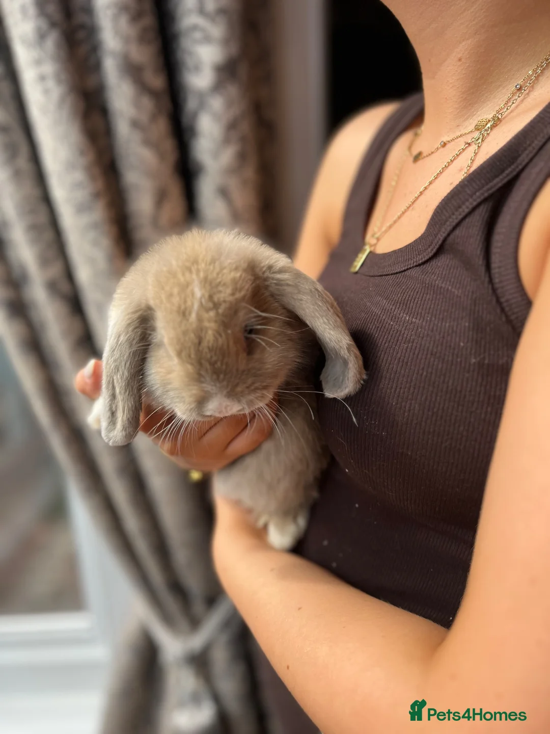 Mini Lop rabbits for sale: Mini Lop Babies - Advert 2