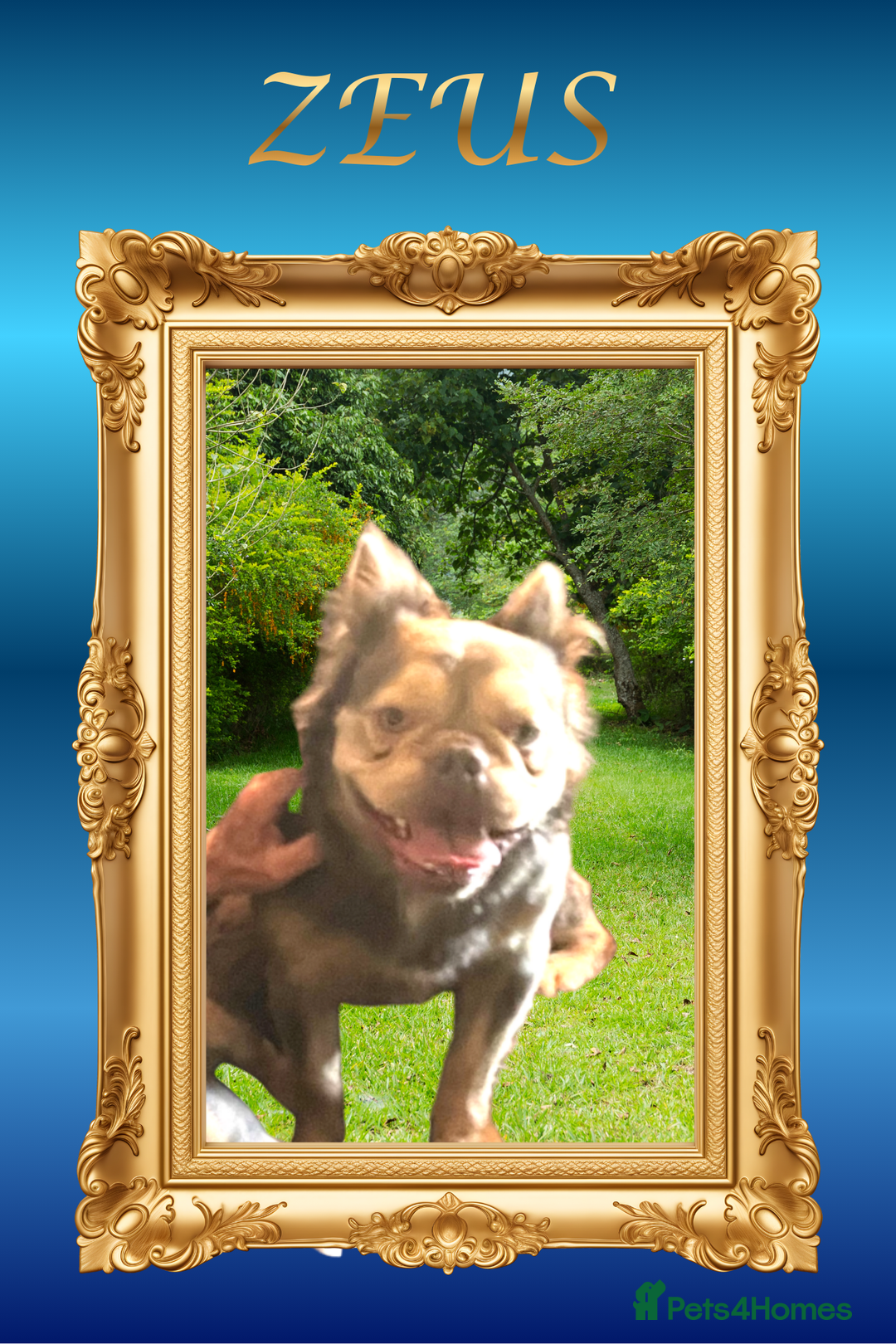 French Bulldog dogs for sale: Born Of Zeus Of Thunder - Advert 2