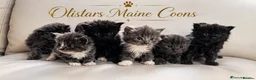 Maine Coon cats for sale: BORN TODAY - BLACK & BLUE SMOKES - Advert 4