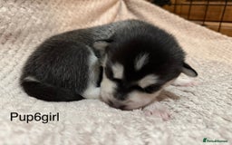 Utonagan dogs for sale: Siberian husky x malamute puppies - Image 23