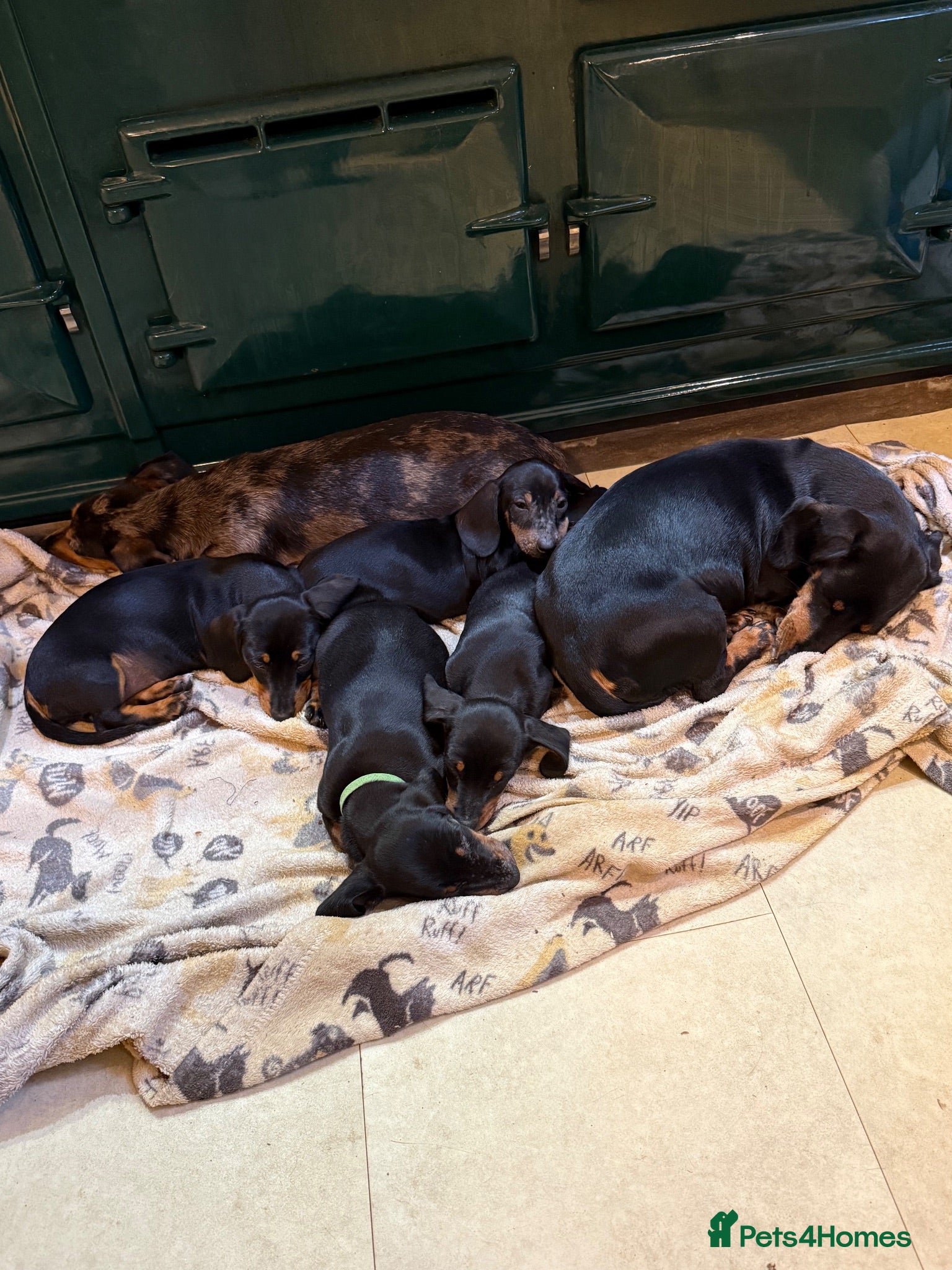Miniature Dachshund dogs Four miniature dachshund puppies left  (Scotland) - Advert 2