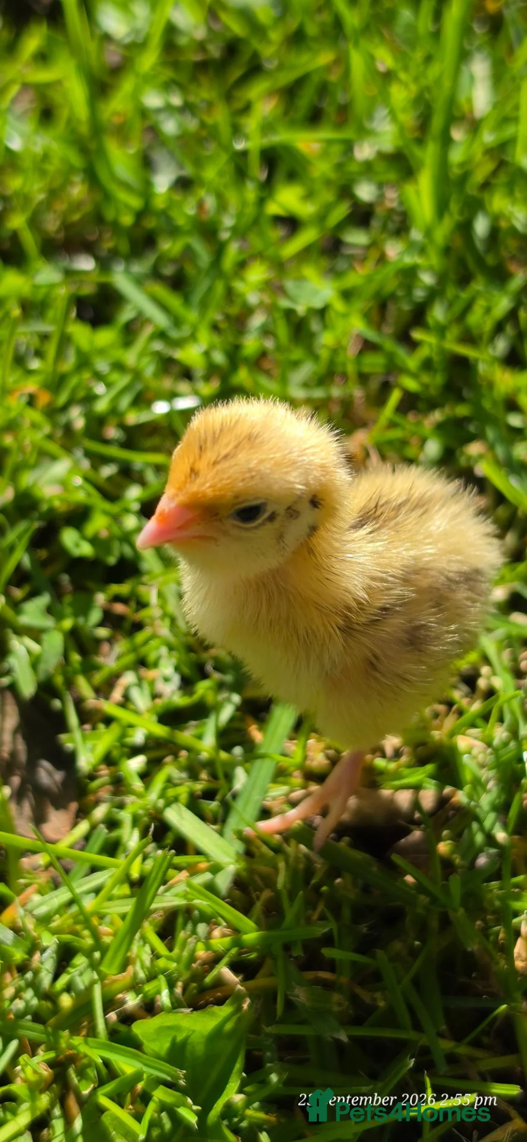 Quail poultry for sale: Quail chicks - Advert 2