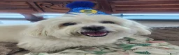 Havanese dogs for sale: Two beautiful girls available - Advert 11